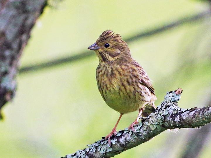Yellowhammer