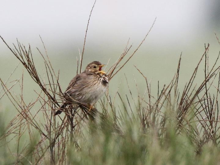 Corn Bunting