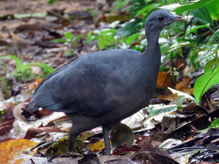 Black Tinamou
