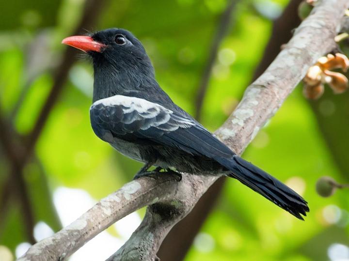 Black Nunbird