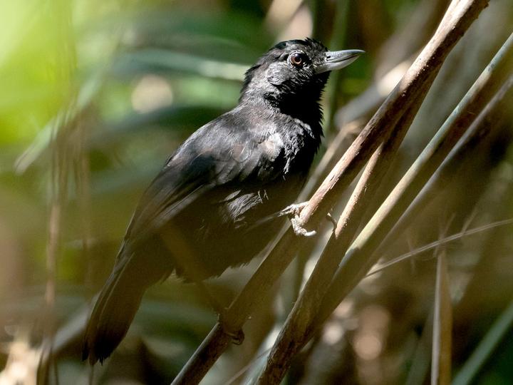Black Bushbird