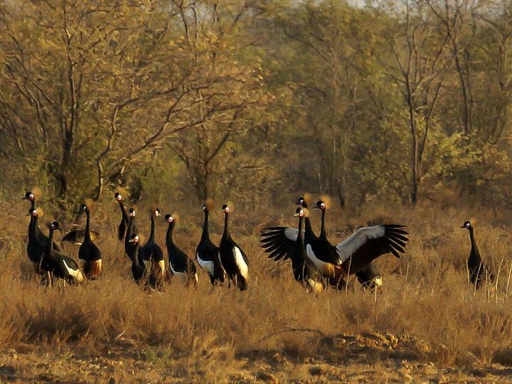 Black Crowned Crane