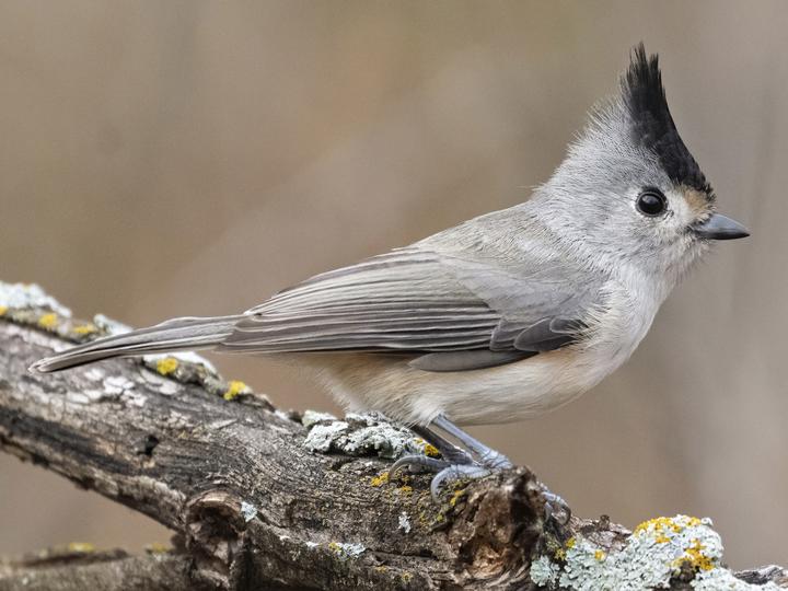 Black-crested Titmouse