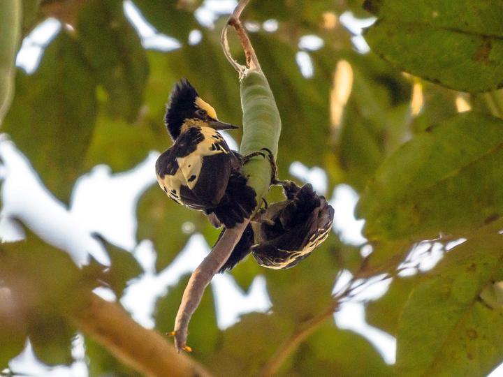 Heart-spotted Woodpecker