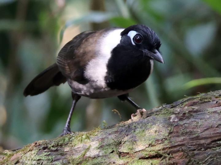 Black-hooded Laughingthrush
