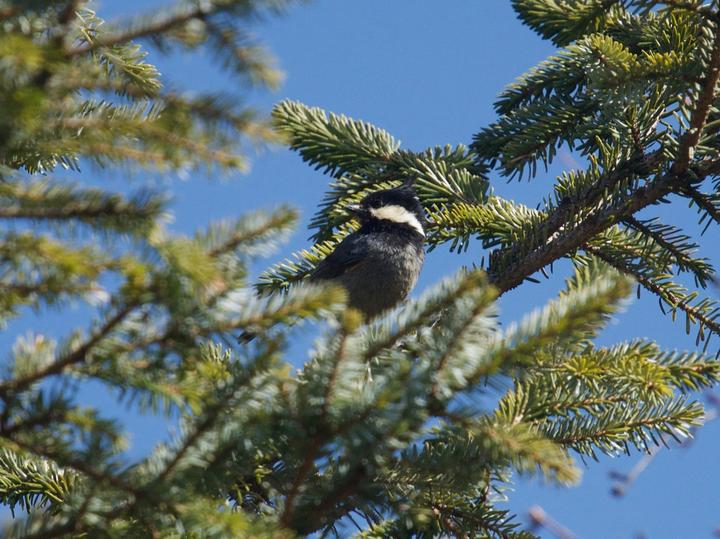 Rufous-vented Tit
