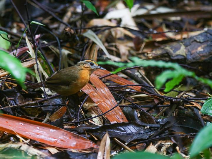 Javan Black-capped Babbler