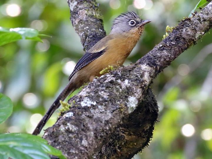Black-crowned Barwing