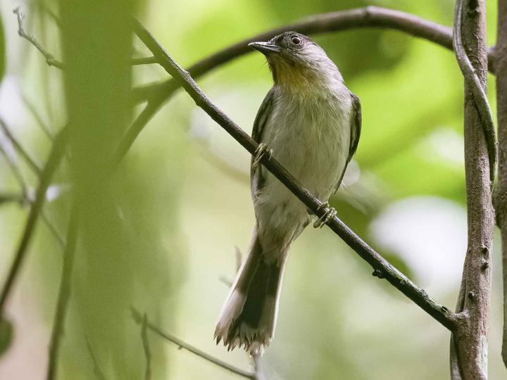 Visayan Babbler