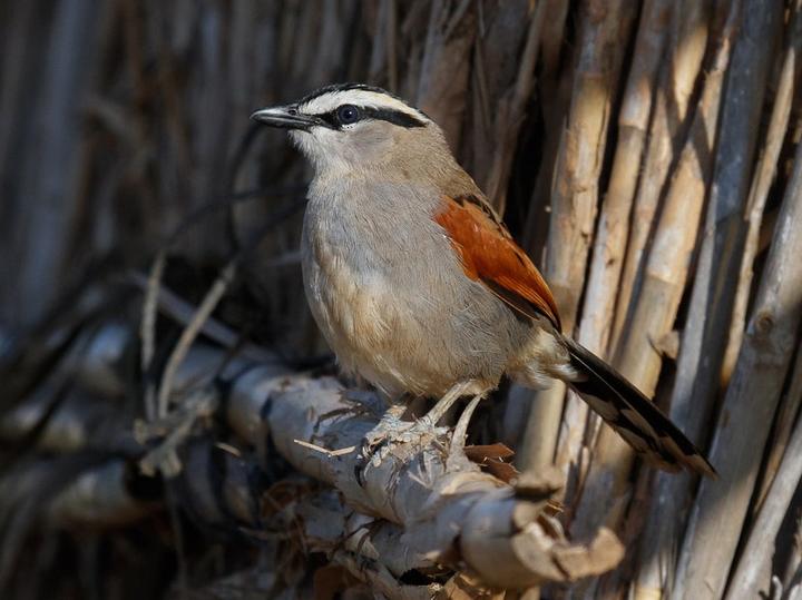 Black-crowned Tchagra