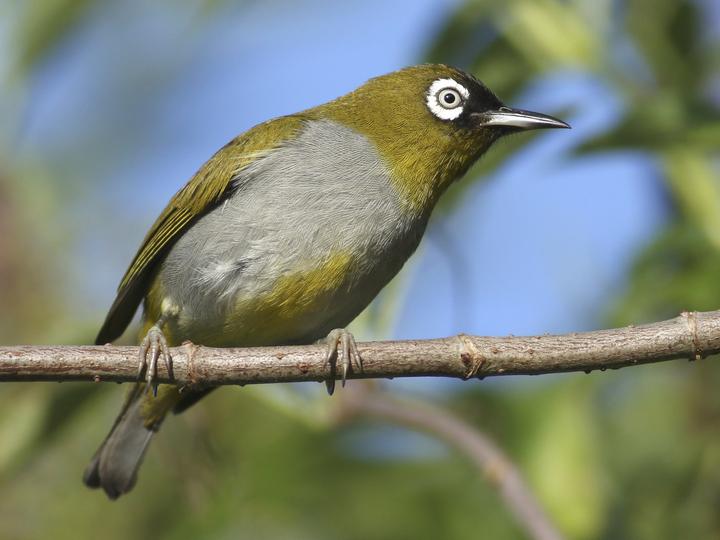 Black-capped White-eye