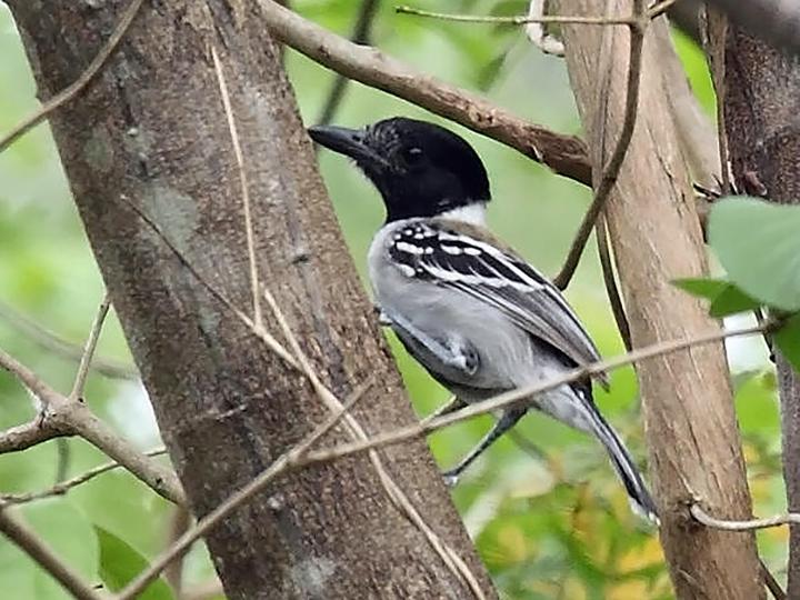 Black-crested Antshrike