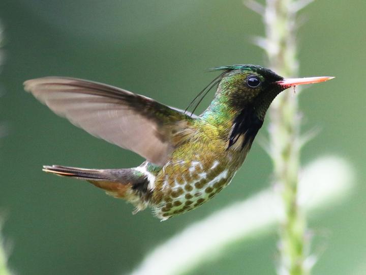 Black-crested Coquette