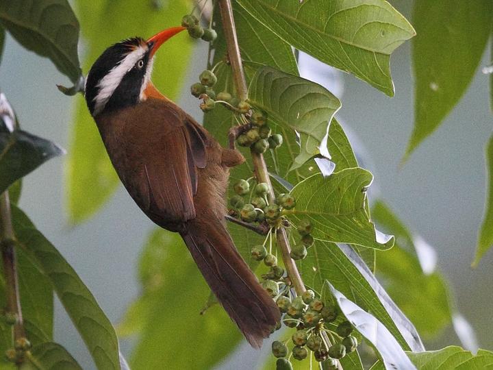 Black-crowned Scimitar Babbler