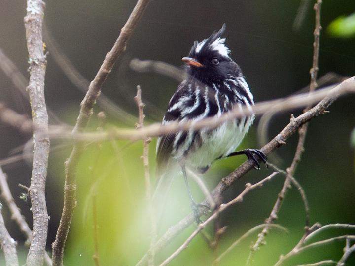 Black-crested Tit-Tyrant