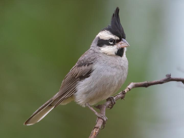 Black-crested Finch