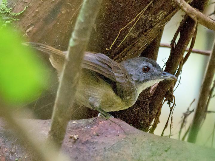 Blackcap Illadopsis
