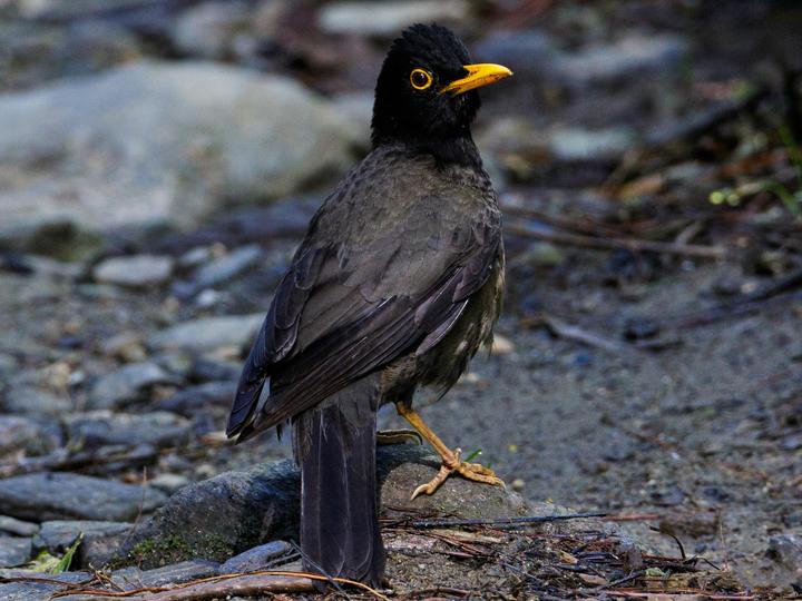 Black-hooded Thrush