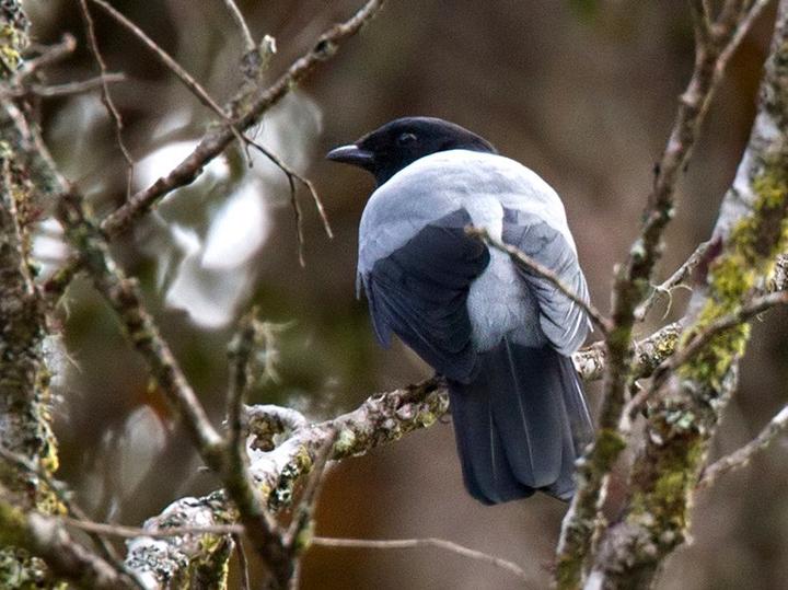 Hooded Cuckooshrike