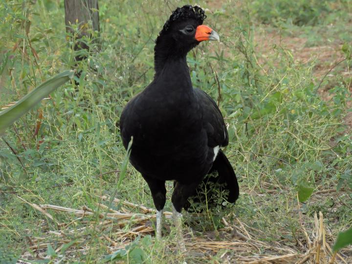 Black Curassow