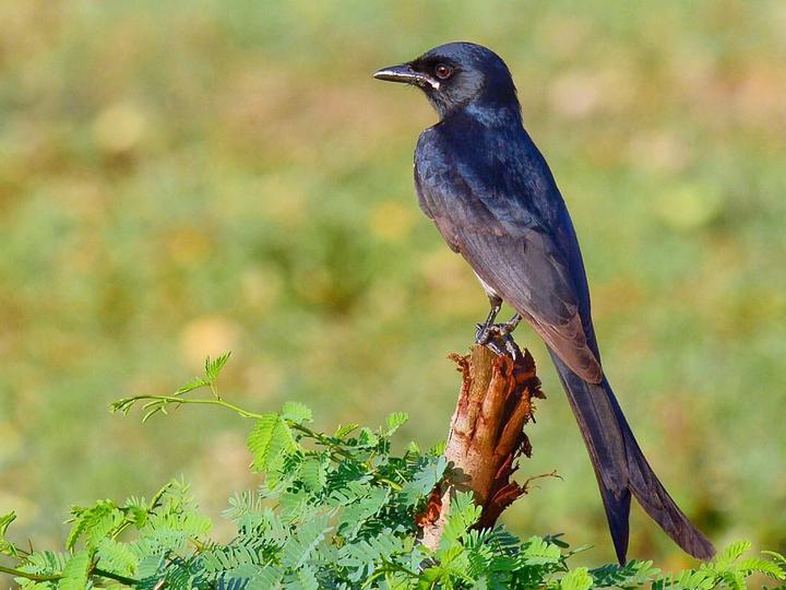 Black Drongo