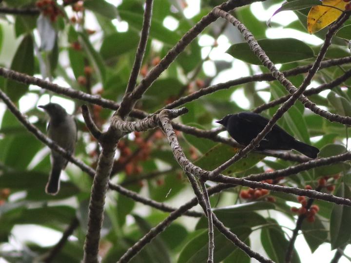 Black Berrypecker