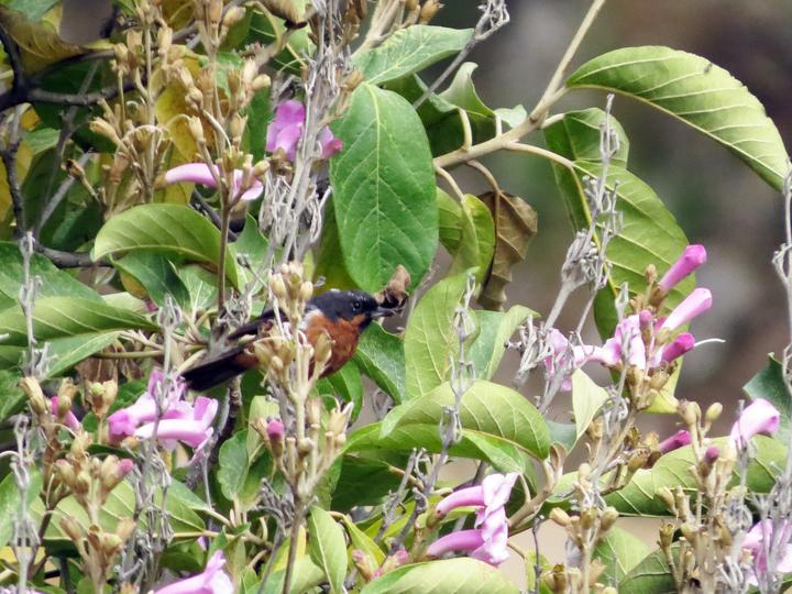 Black-throated Flowerpiercer