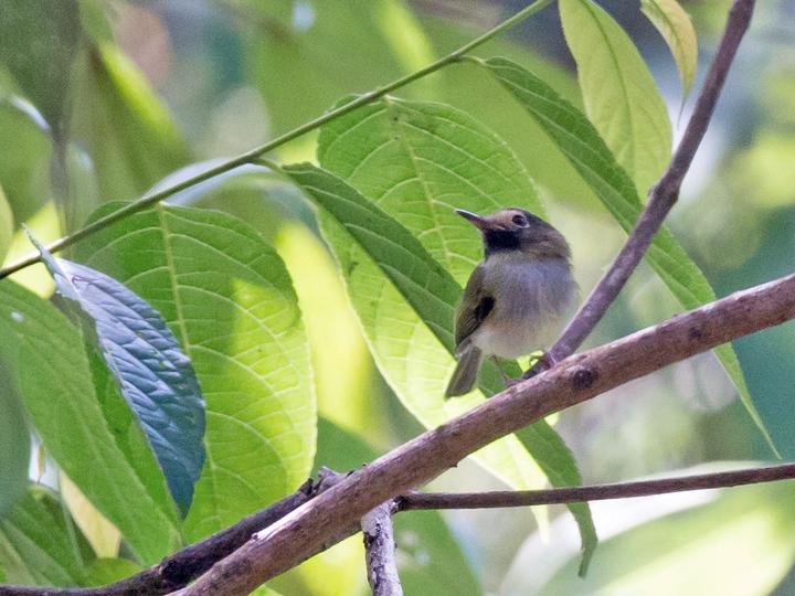 Black-throated Tody-Tyrant