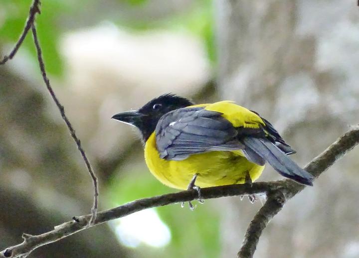 Black-throated Shrike-Tanager