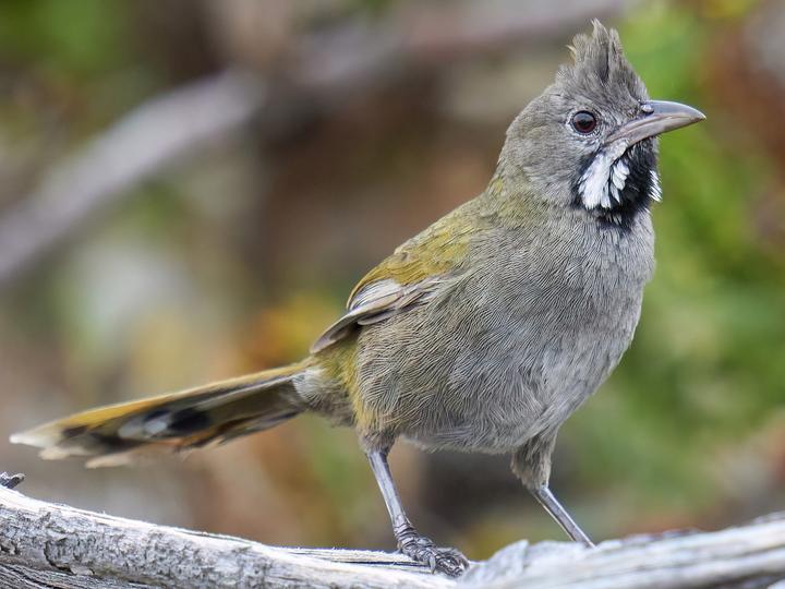 Western Whipbird