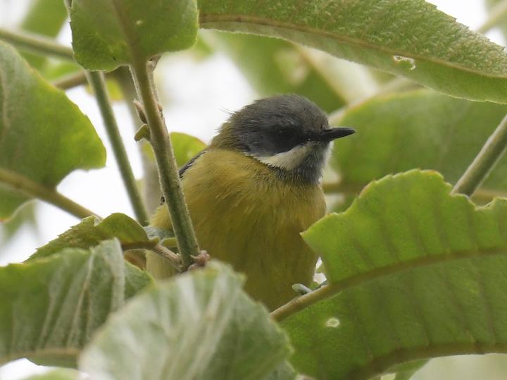 Black-throated Apalis