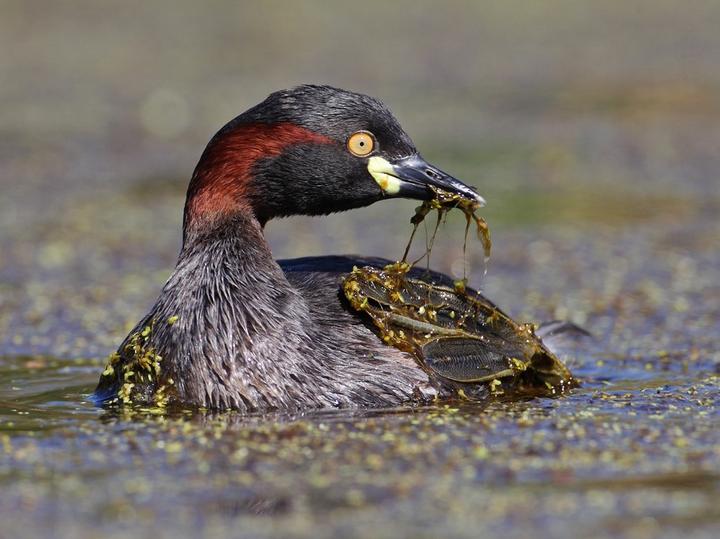 Australasian Grebe