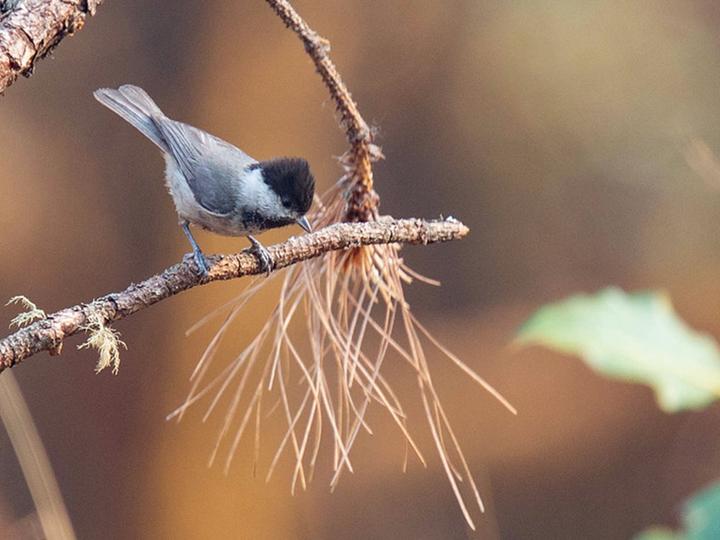 Black-bibbed Tit