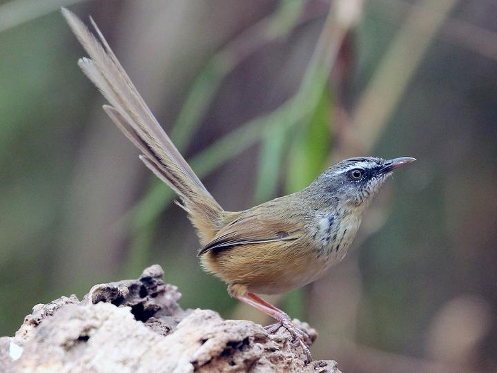 Hill Prinia