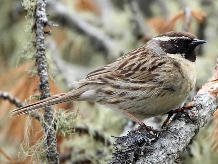 Black-throated Accentor