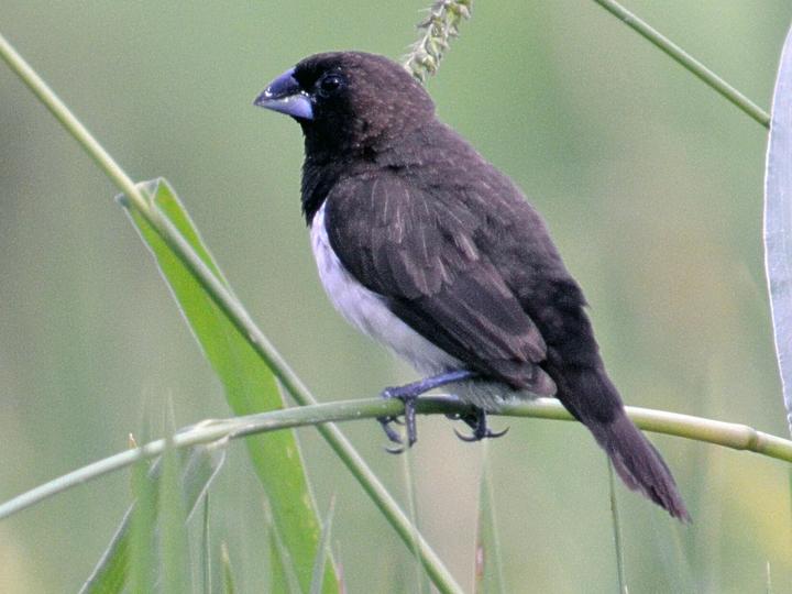 Javan Munia