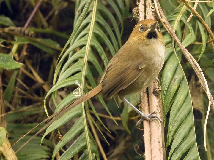 Black-throated Thistletail