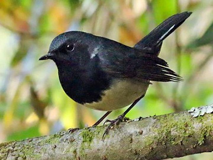 Blackthroat