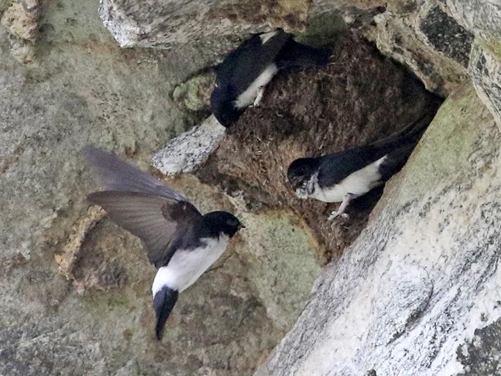 Nepal House Martin