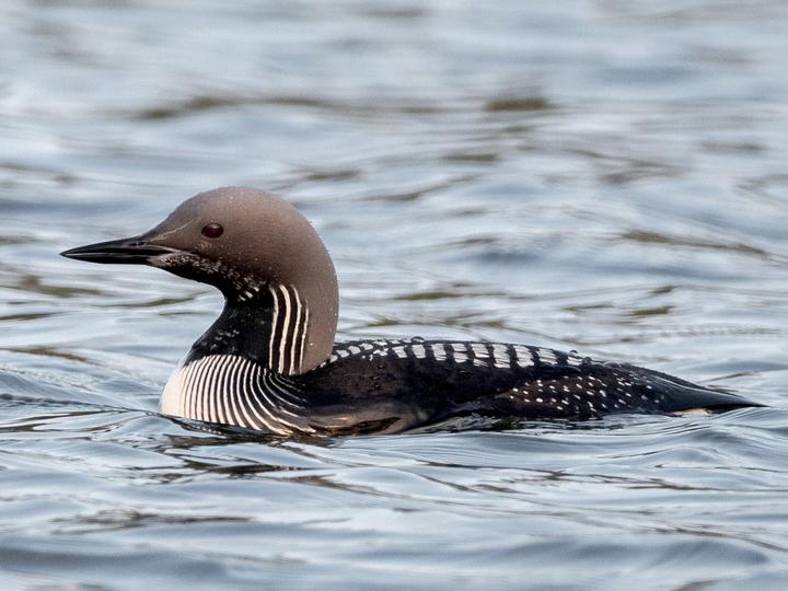 Black-throated Loon