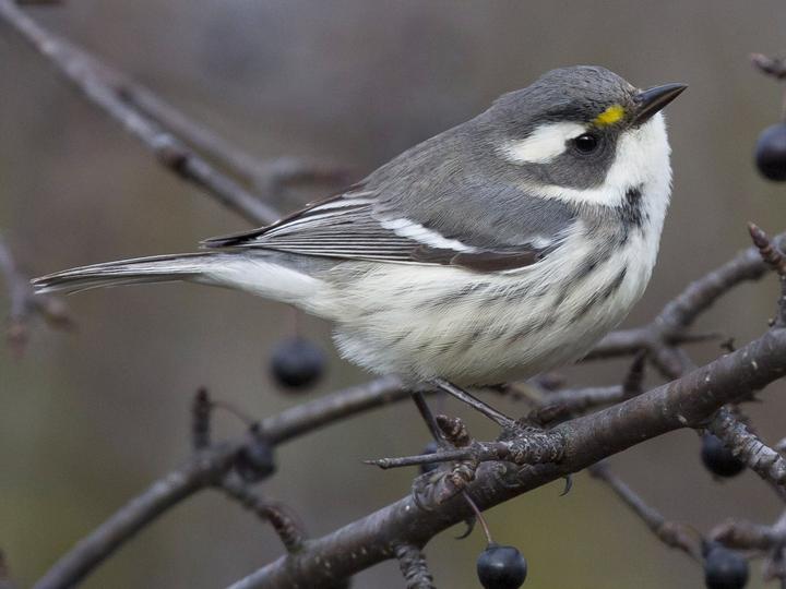 Black-throated Grey Warbler
