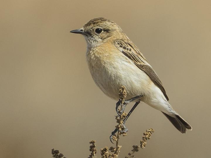 Siberian Stonechat