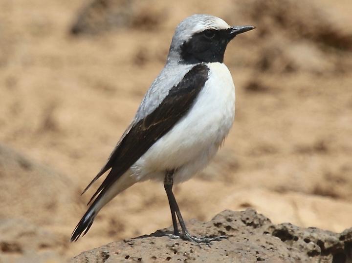 Atlas Wheatear