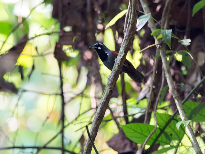 Black-throated Babbler