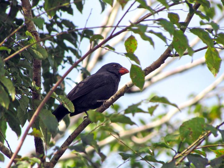 Black-throated Grosbeak