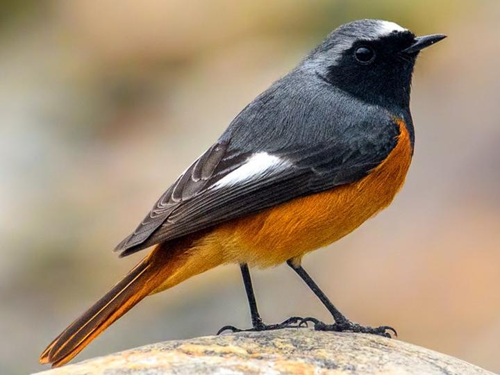 Hodgson's Redstart