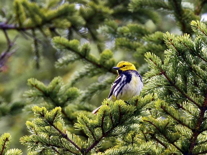 Black-throated Green Warbler