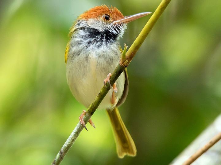 Dark-necked Tailorbird