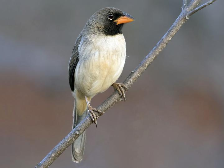 Black-throated Saltator