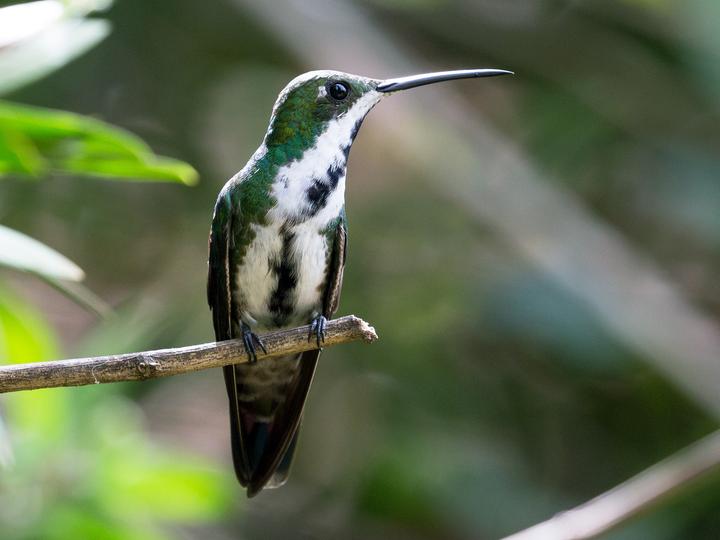 Black-throated Mango